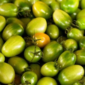 A collection of 'Green Grape' tomatoes in a 4" pot, with one displaying a touch of orange among them, resembling an unexpected treasure.