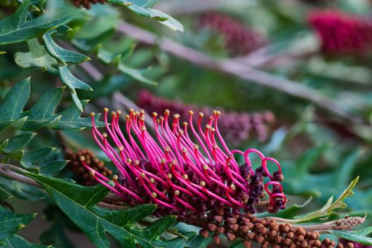 Vivid pink flowers with prominent stamen on a Grevillea 'Fanfare™' shrub with spiky green leaves. australian native green serrated foliage