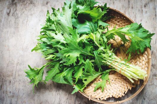 A pot of fresh mizuna 'Japanese Greens' is artfully arranged on a woven bamboo tray against a rustic wooden background.