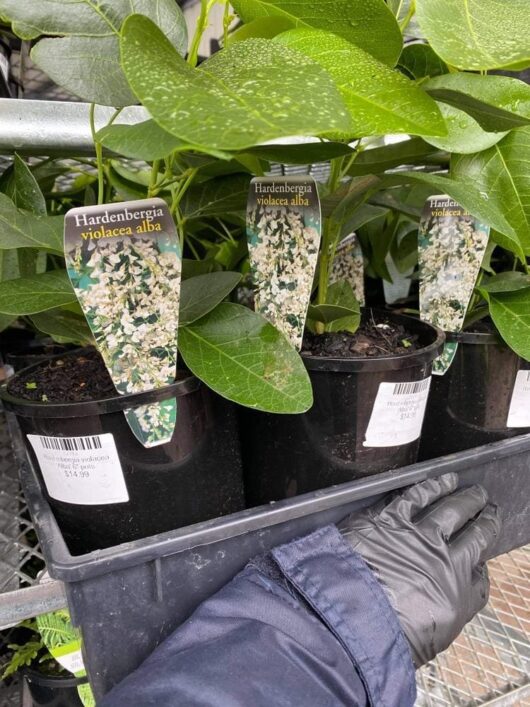 A gloved hand holds a tray containing Hardenbergia alba 'White Hardenbergia' plants, each in a 6" pot, with labels and pricing.