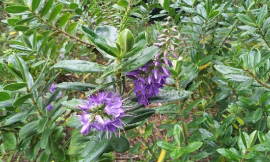 The Hebe 'Blue Gem' 6" Pot features purple flowers and buds set against glossy green leaves, creating a stunning display with raindrops enhancing their beauty.