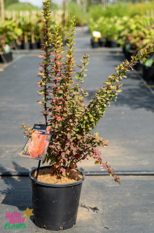 Hello Hello Plants Nursery Melbourne Victoria Australia Berberis Thunbergii Pow Wow Japanese Barberry 20cm Pot