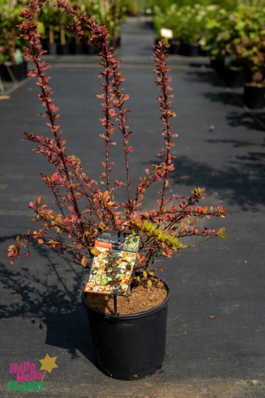 Hello Hello Plants Nursery Melbourne Victoria Australia Berberis thunbergii 'Silver Beauty' Japanese Barberry 20cm Pot