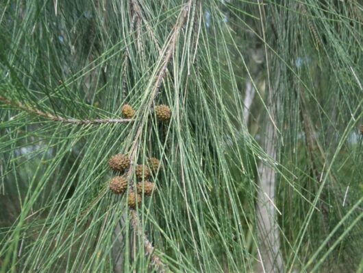 Close-up of a Casuarina glauca 'Swamp Oak' branch featuring long, thin green needles and small brown cones clustered together.