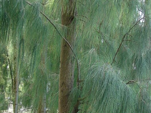 Casuarina glauca 'Swamp Oak' 10" Pot