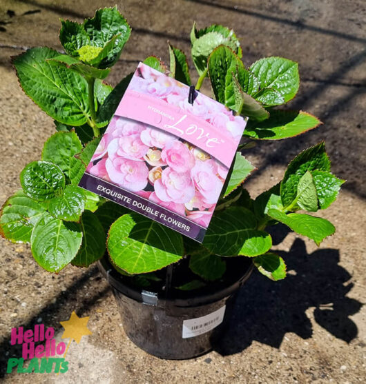 Hello Hello Plants Hydrangea macrophylla ‘Love’ (PBR) 7″ Pot