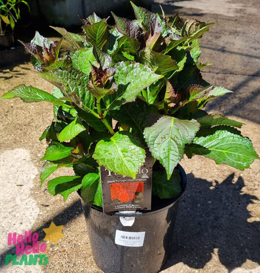 Hello Hello Plants Hydrangea macrophylla ‘Tuxedo® Red’ 8″ Pot