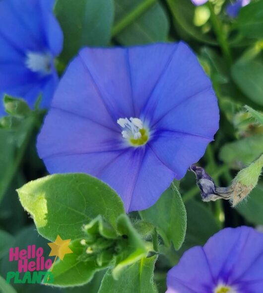 Convolvulus 'Blue'
