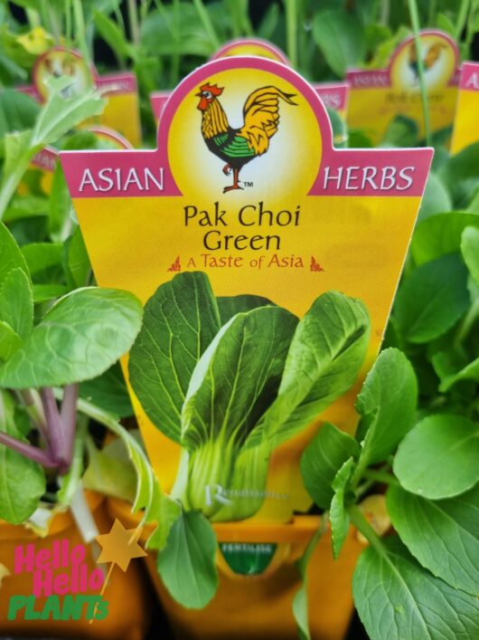 Pak Choi 'White' Baby Bok Choi 4" Pot