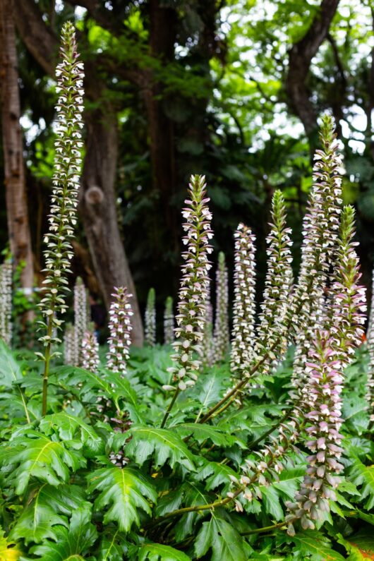 Acanthus 'Oyster Plant'