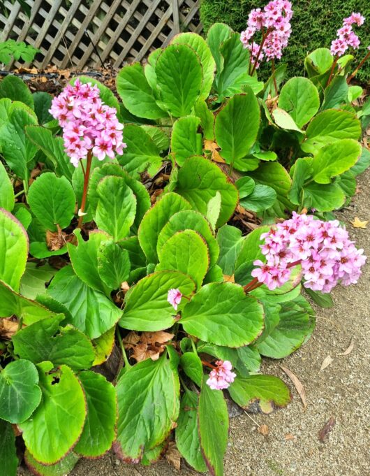 Bergenia 'Heartleaf Bergenia' 6" Pot