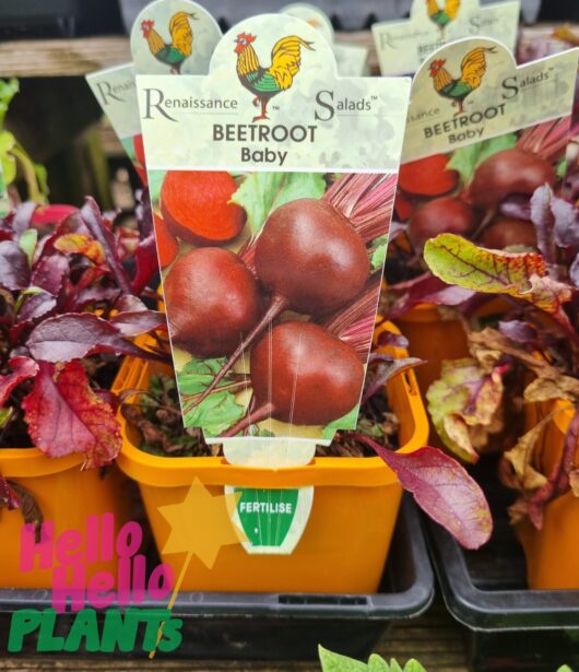 Beetroot 'Baby' 4" Pot