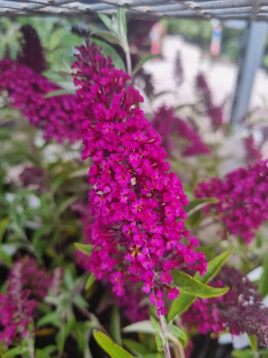 Buddleja 'Buzz™ Velvet' 6" Pot