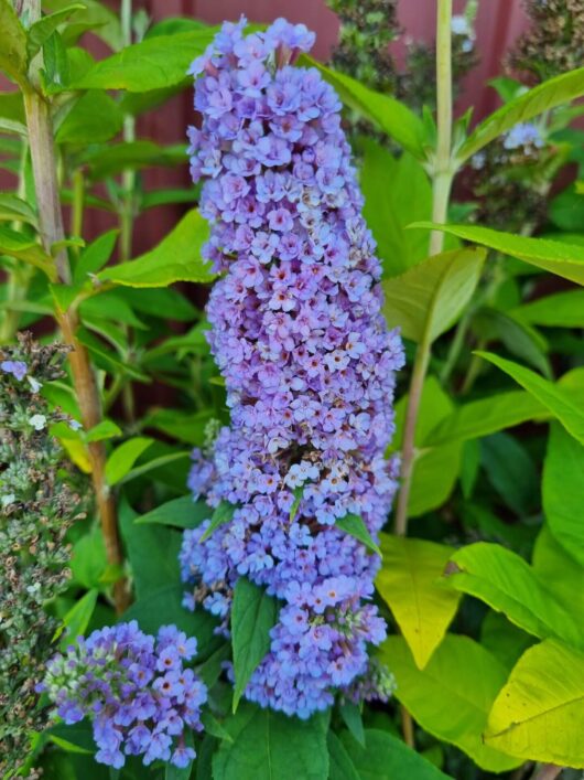 Buddleja 'High Five Purple' 6" Pot