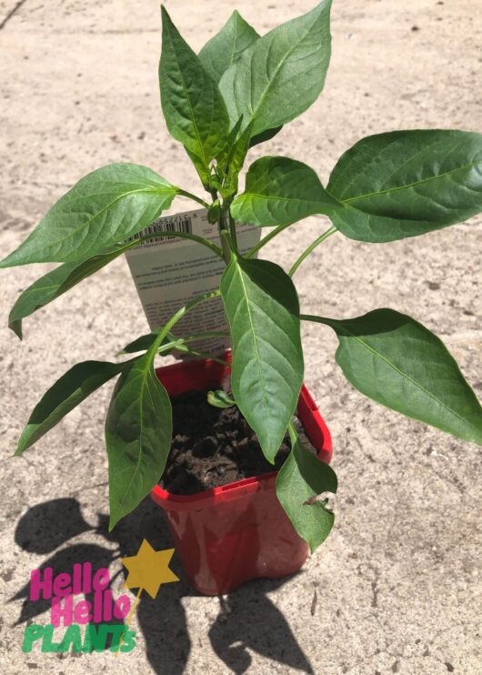 Capsicum 'Thai Mild' Chilli Pepper 4" Pot