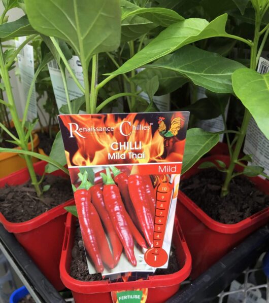Capsicum 'Thai Mild' Chilli Pepper 4" Pot