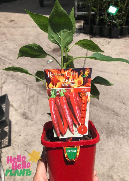 Capsicum 'Thai Mild' Chilli Pepper 4" Pot