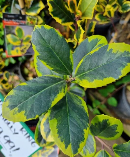 Ilex 'Golden King' Holly