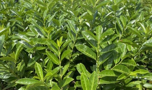 Prunus 'Cherry Laurel'
