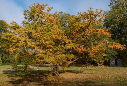 Pseudolarix 'Golden Larch' 8" Pot