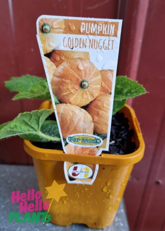 Pumpkin 'Golden Nugget' 4" Pot