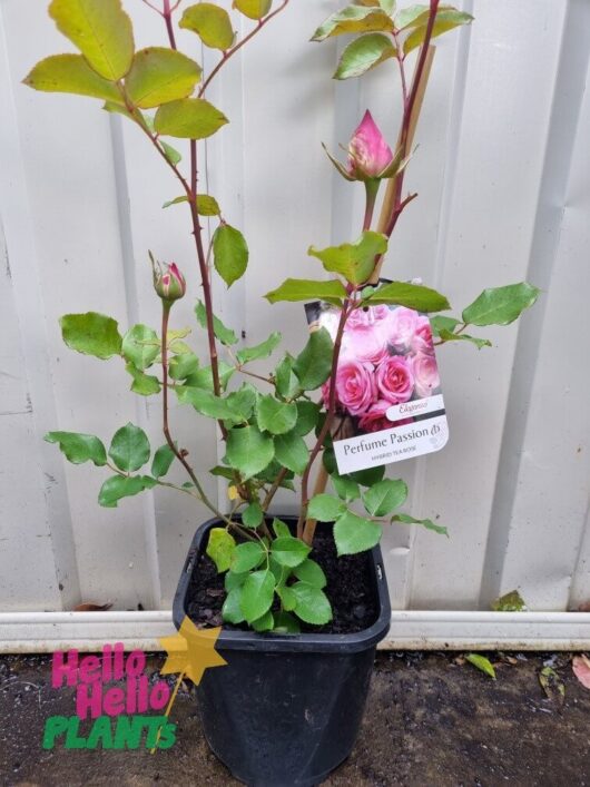 Rose 'Perfume Passion' Bush Form