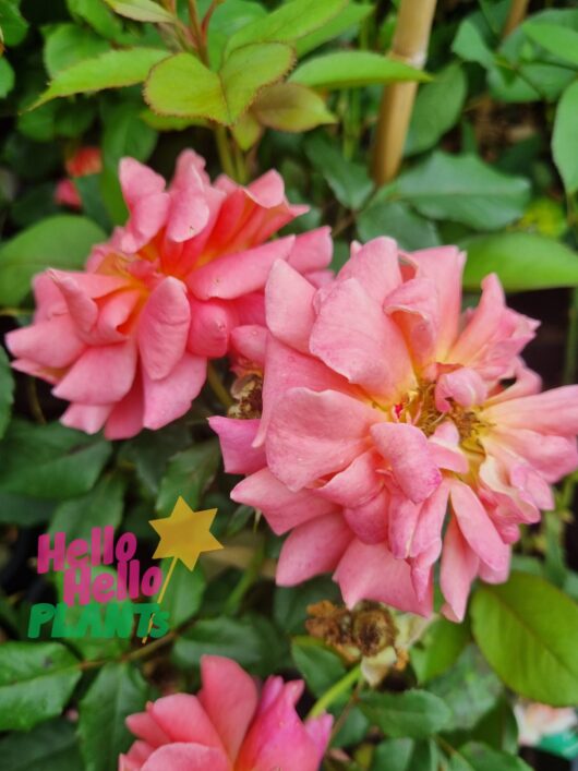 Rose 'Piccadilly' 3ft Standard