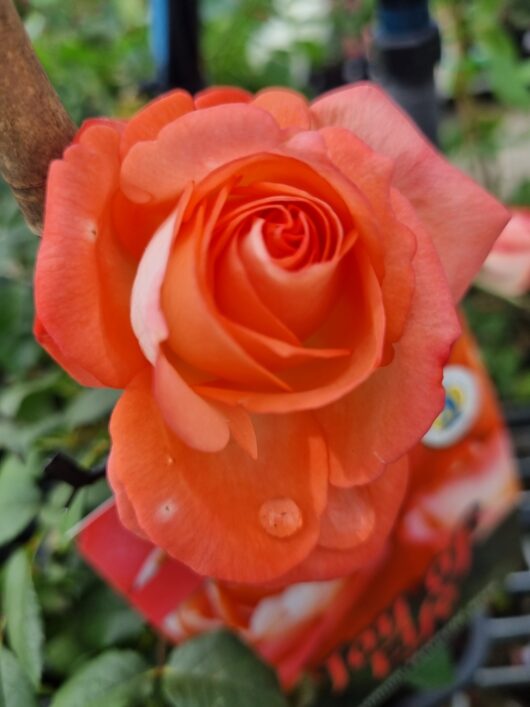 Rose 'Joy Of Life' 3ft Standard