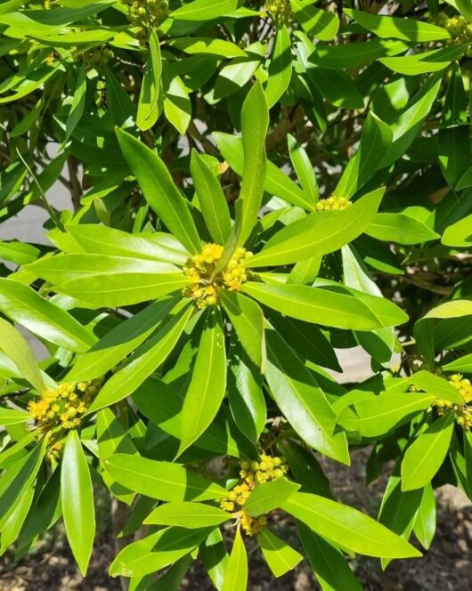 Tristaniopsis 'Water Gum'