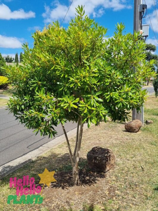 Tristaniopsis 'Water Gum'