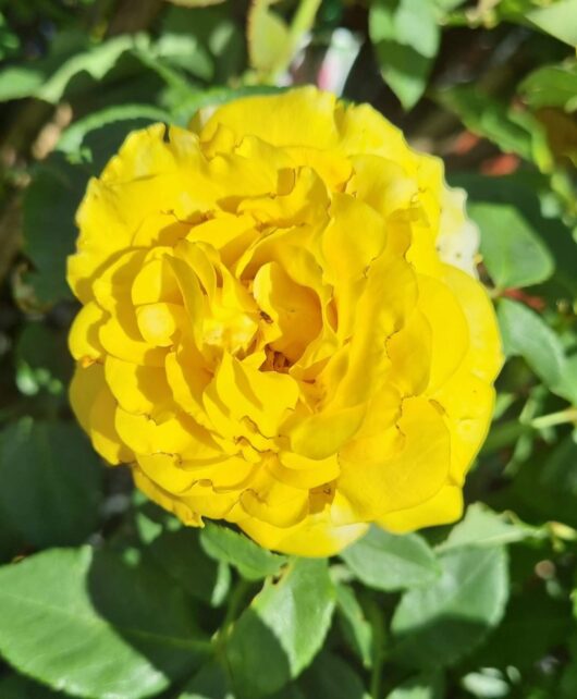 Rose 'St Patrick' PBR