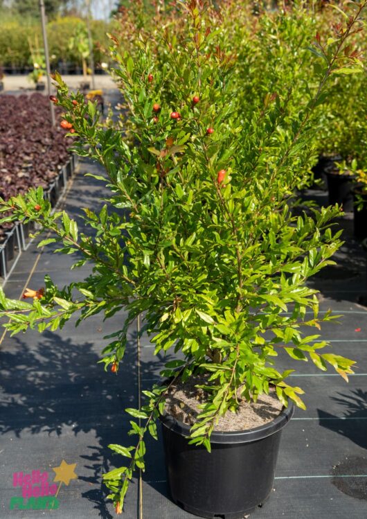 Hello Hello Plants Nursery Melbourne Victoria Australia Punica granatum Wonderful pomegranate Fruit Tree 30/33cm Pot