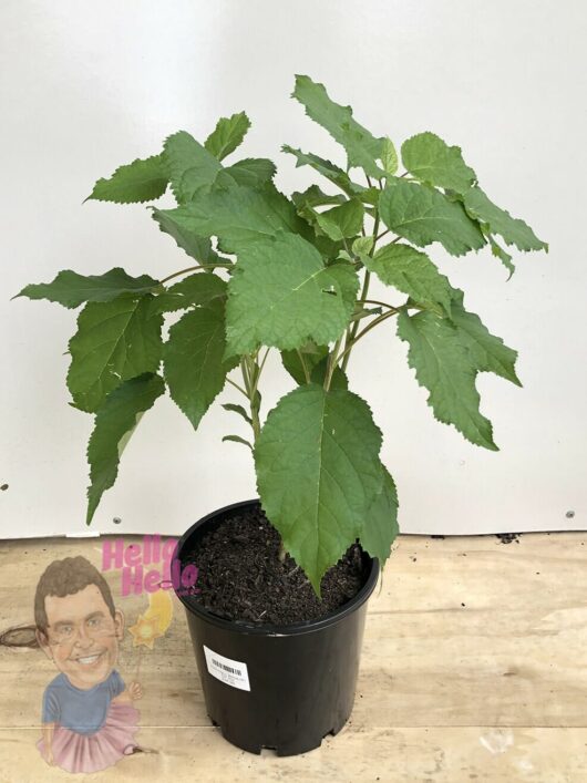 Hello Hello plants Hydrangea arborescens Annabelle ‘Smooth Hydrangea’ Pot Plant Melbourne Victoria Australia