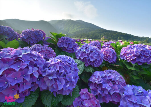 Hello Hello plants Hydrangea macrophylla 'Deep Purple'