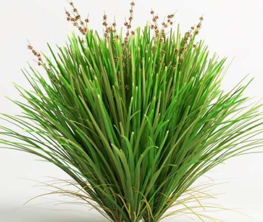 Lomandra 'Lime Tuff' 6" Pot