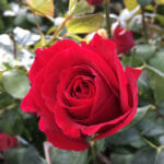 Hello hello plants Hybrid tea rose ‘Mr Lincoln’