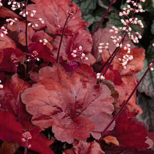 The Heuchera 'Fire Alarm' Coral Bells, available in a 6" pot, showcases clusters of small white flowers rising on tall stems amidst its rich red leaves, creating a striking scene complemented by lush foliage.
