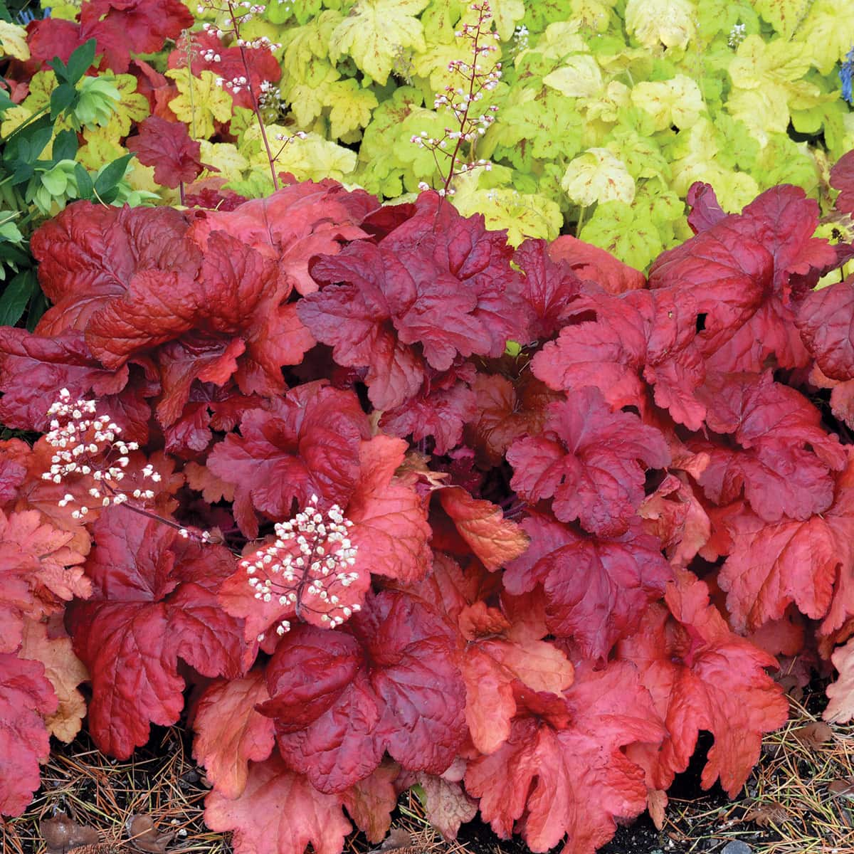 Foliage Borders & Edging