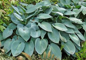 A lush arrangement of large, broad-leaved Hosta 'Blue Cadet' in 4" pots, characterized by visible leaf veins and elegantly accented with graceful ferns at the base.