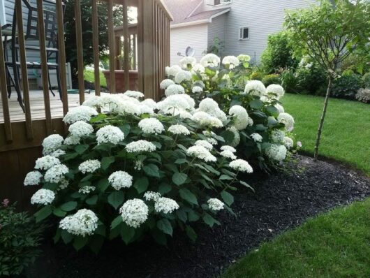 Hydrangea 'Annabelle' 8" Pot plants thrive with their large blooms near a wooden deck, surrounded by lush green grass and a small tree in a peaceful residential backyard.