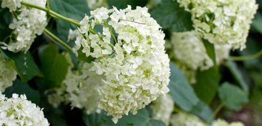 Close-up of Hydrangea 'Annabelle' 8" Pot flowers with their white blooms and green leaves in the background.