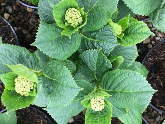Close-up of Hydrangea 'Tea Time™ Red' buds in a 2L pot surrounded by large leaves, adding a vibrant touch to your garden setting.