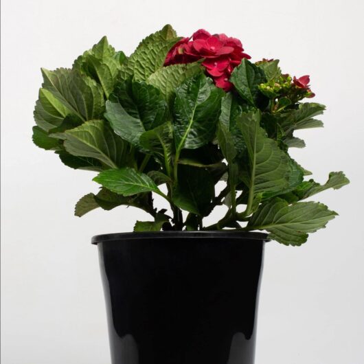 Encased in a stylish black 2L Pot, the Hydrangea 'Tea Time™ Red' showcases bright red blooms and rich green foliage against a simple backdrop.