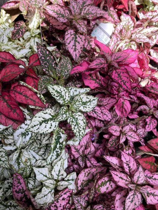 Hypoestes 'Splash Mix' 6" Pot