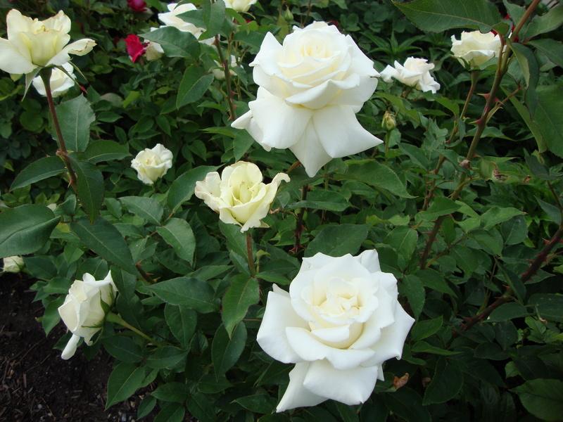 Rose 'John F Kennedy' - Hello Hello Plants