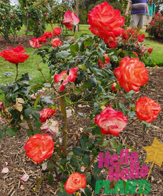 rosa hybrid tea joy of life rose bush red and white blooms