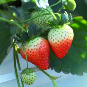 Close-up of two partially ripened strawberries, displaying red lower halves and green upper halves, hanging from the plant with leaves in a 6" pot. An unripe berry is also present. These are part of the Strawberry 'Karl's Super Sweet' 6" Pot variety.