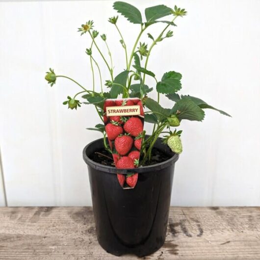 Strawberry 'Karl's Super Sweet' in a 6" pot, boasting lush green leaves, small buds, and a plastic label highlighting Karl's Super Sweet red strawberries.