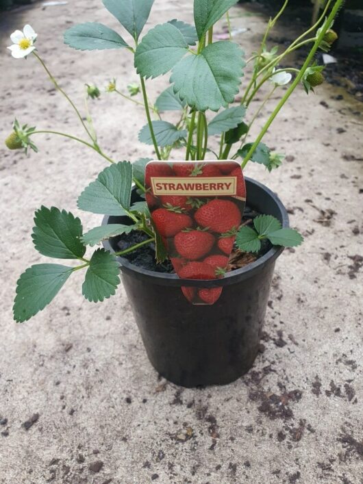 A Strawberry 'Karl's Super Sweet' plant, featuring green leaves and white flowers, is housed in a 6-inch pot.