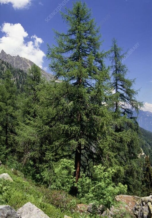 Majestic green coniferous trees, such as the Larix 'European Larch' from an 8'' pot, adorn the mountainside. A clear blue sky with scattered clouds creates a picturesque backdrop, showcasing nature's timeless beauty.